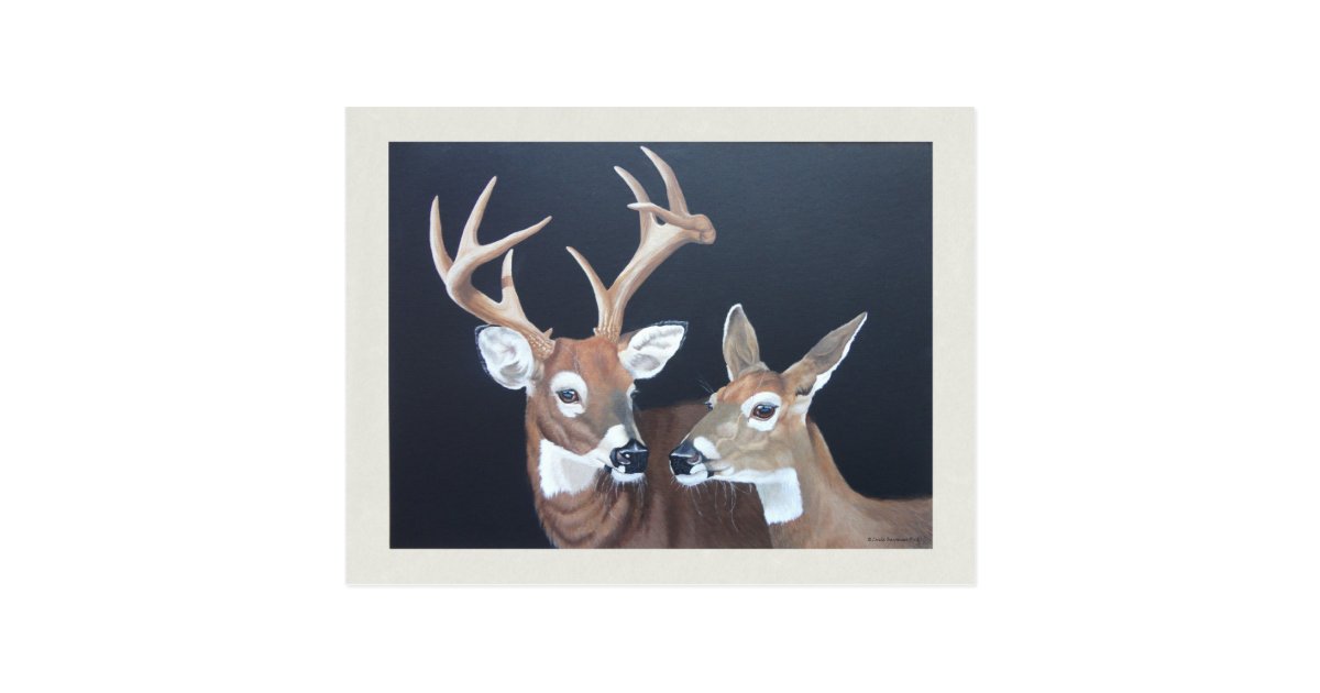 Buck And Doe Whitetail Deer Painting Postcard Zazzle Com