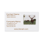 Buck Business Cards