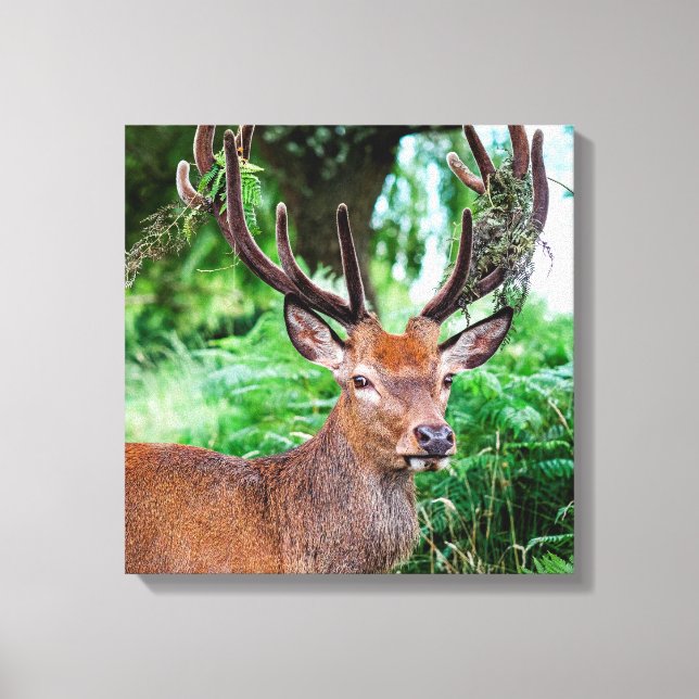 Buck Canvas Print (Front)