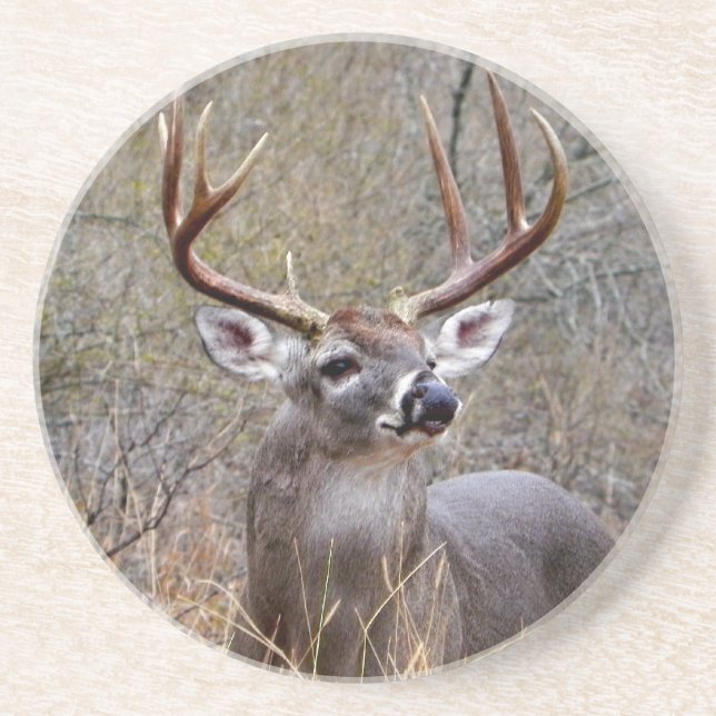 Buck Coaster (Front)