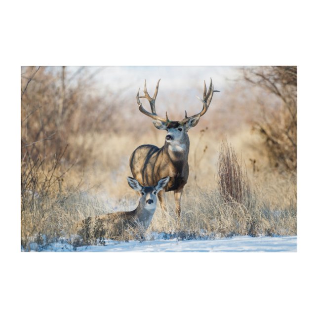 Buck Couple | Mule Deer Acrylic Print (Front)
