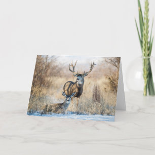 Buck Couple Mule Deer Card