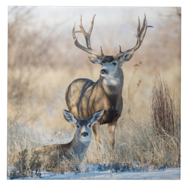 Buck Couple | Mule Deer Ceramic Tile (Front)