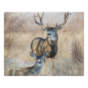 Buck Couple   Mule Deer Faux Canvas Print