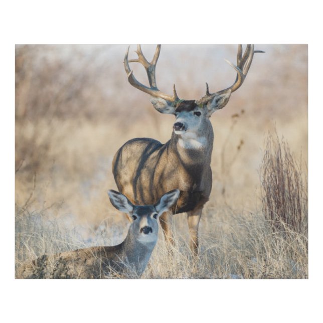 Buck Couple | Mule Deer Faux Canvas Print (Front)