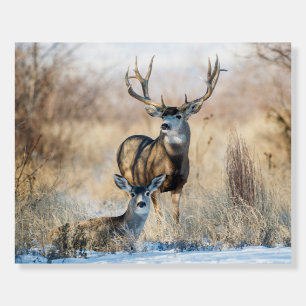 Buck Couple   Mule Deer Foam Board
