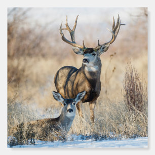 Buck Couple Mule Deer Foam Board
