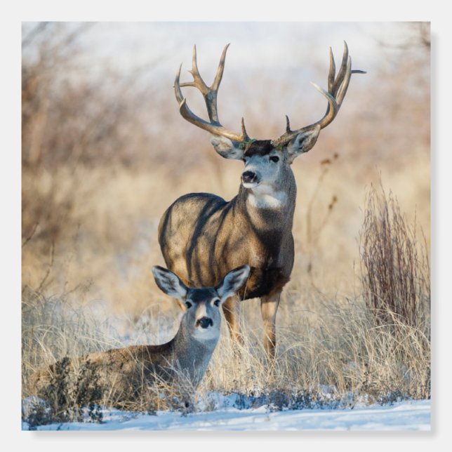 Buck Couple | Mule Deer Foam Board (Front)
