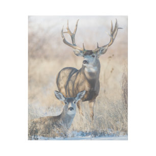 Buck Couple Mule Deer Gallery Wrap