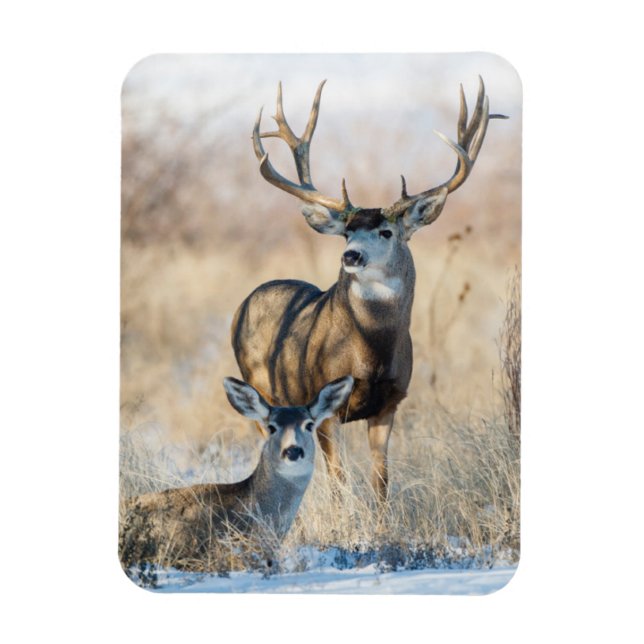 Buck Couple | Mule Deer Magnet (Vertical)