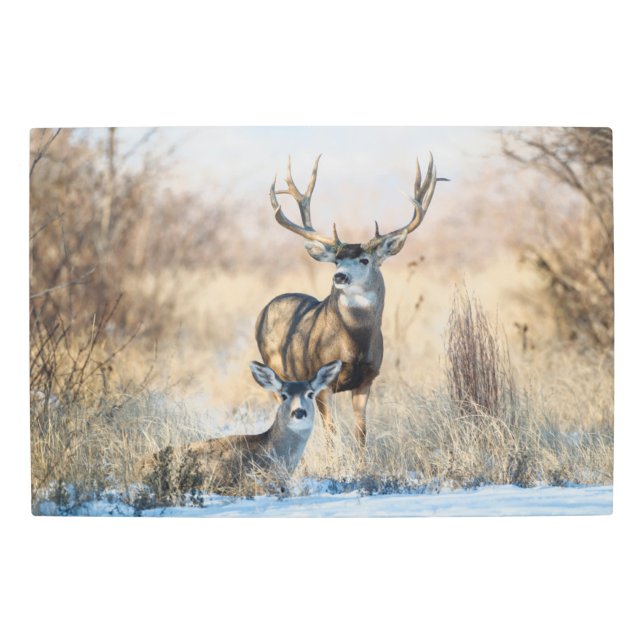 Buck Couple | Mule Deer Metal Print (Front)