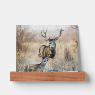 Buck Couple   Mule Deer Picture Ledge