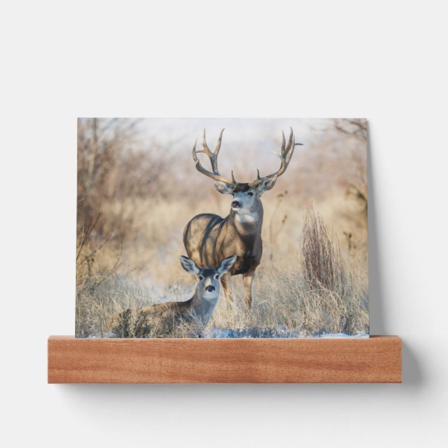 Buck Couple | Mule Deer Picture Ledge (Front)