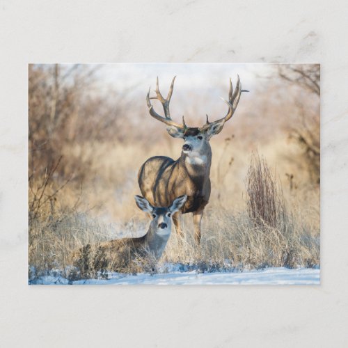 Buck Couple  Mule Deer Postcard