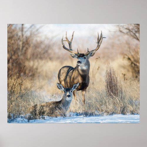 Buck Couple  Mule Deer Poster