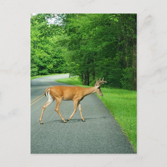 Buck Crossing the Road Postcard (Front)