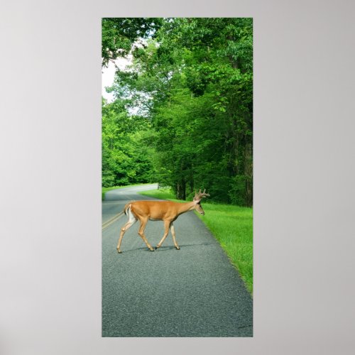 Buck Crossing the Road Poster