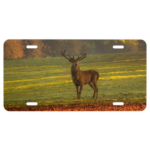 Buck Deer Hunting License Plate