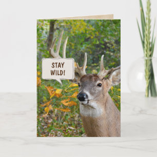 Buck deer in woods birthday card