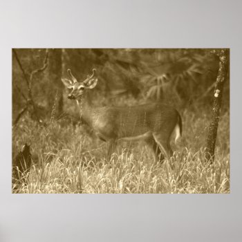 Buck Deer Photography Poster by OneStopGiftShop at Zazzle