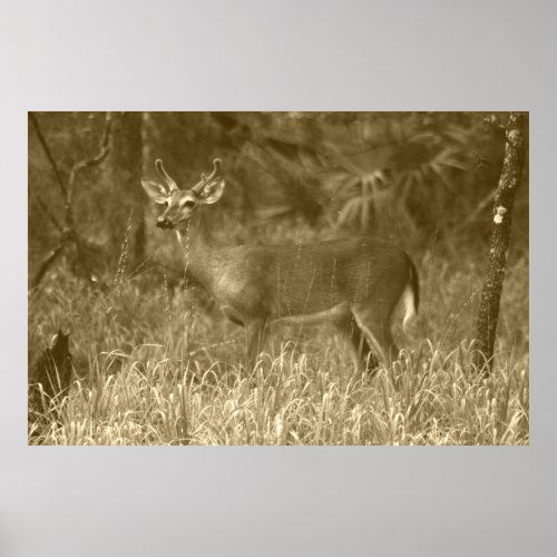 Buck Deer Photography Poster