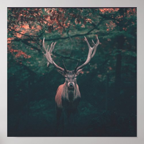 Buck Deer Wild Animal Poster