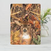 Buck in Camo White Tail Deer (Standing Front)
