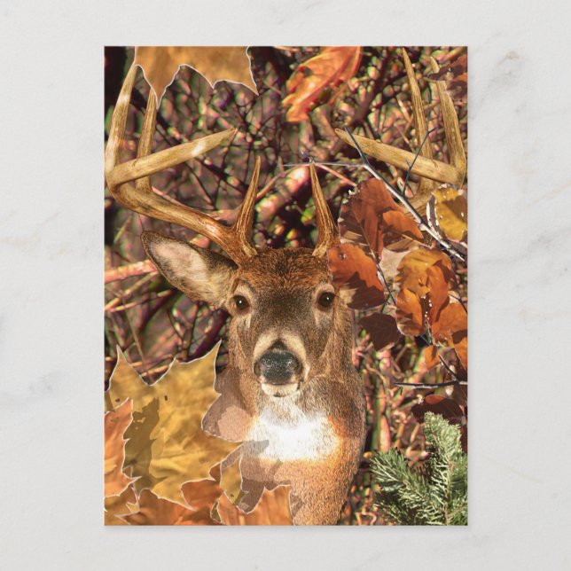 Buck in Camo White Tail Deer Postcard (Front)