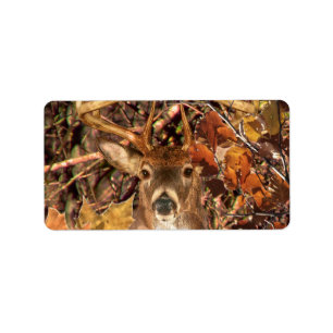 Buck in Camouflage White Tail Deer Label