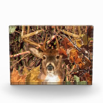 Buck In Fall Camo White Tail Deer Award by TigerDen at Zazzle