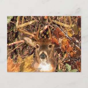 Buck in Hunter Camo White Tail Deer Postcard