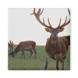 Buck  Magnet