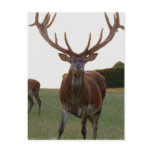 Buck  Postcards