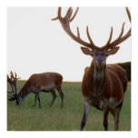 Buck Poster Print