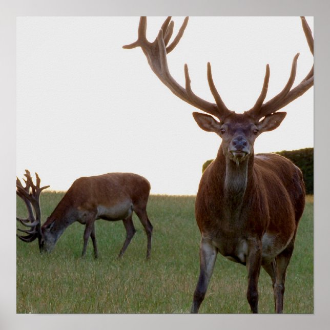 Buck Poster Print (Front)