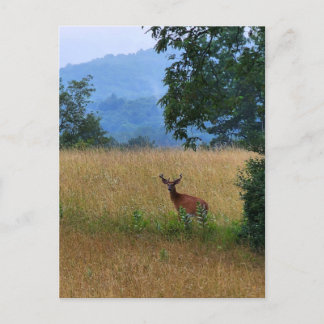 Buck Standing in a Field Postcard