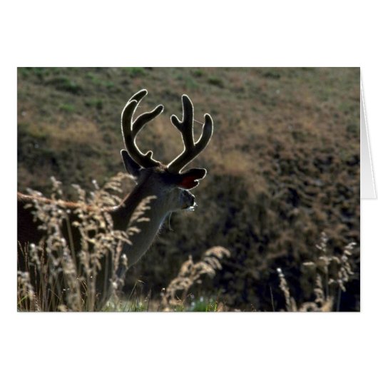 Buck W/ Velvet Antlers (Front Horizontal)