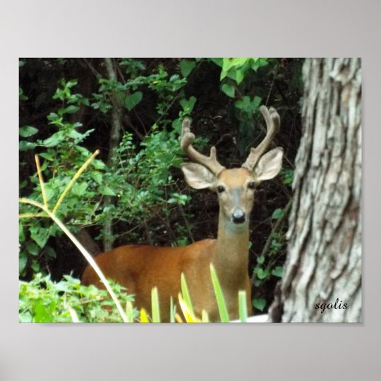 How often do white-tailed deer reproduce image