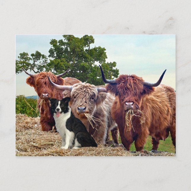 "Buckeroo & Friends" Postcard (Front)
