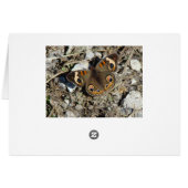 Buckeye Butterfly Cards (Back Horizontal)