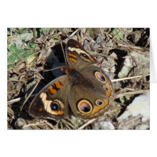 Buckeye Butterfly Cards