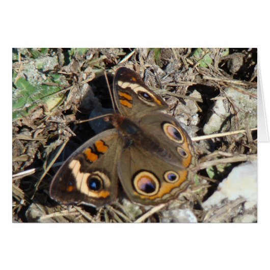 Buckeye Butterfly Cards (Front Horizontal)