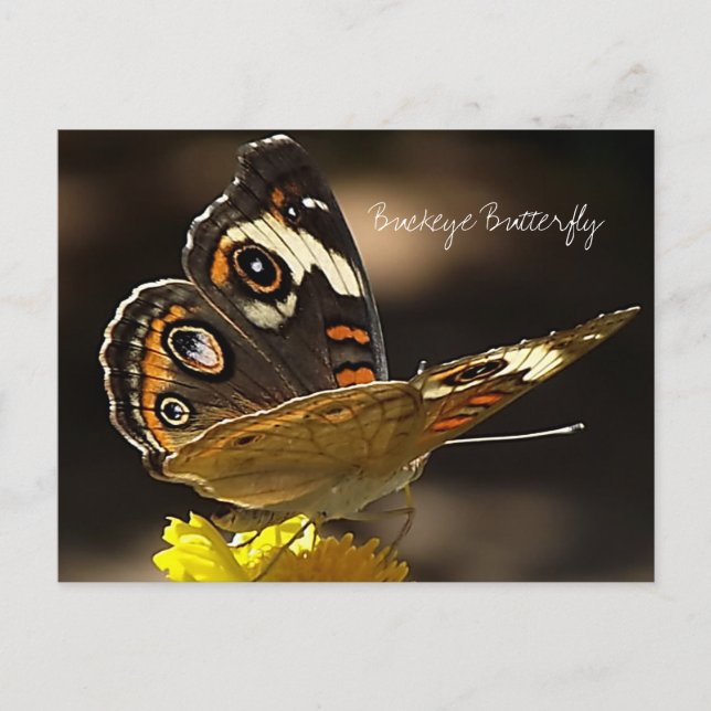 Buckeye Butterfly on a Yellow Flower with Text Postcard (Front)