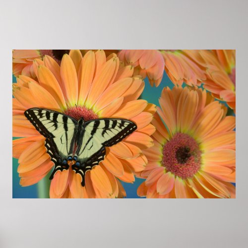 Buckeye Butterfly on Peach Gerbera Daisy Poster