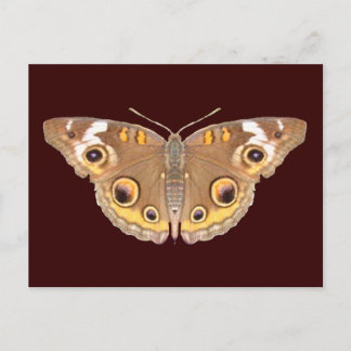 Buckeye butterfly ~ postcard