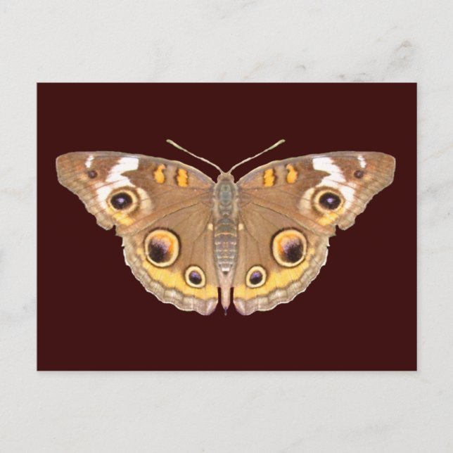 Buckeye butterfly ~ postcard (Front)