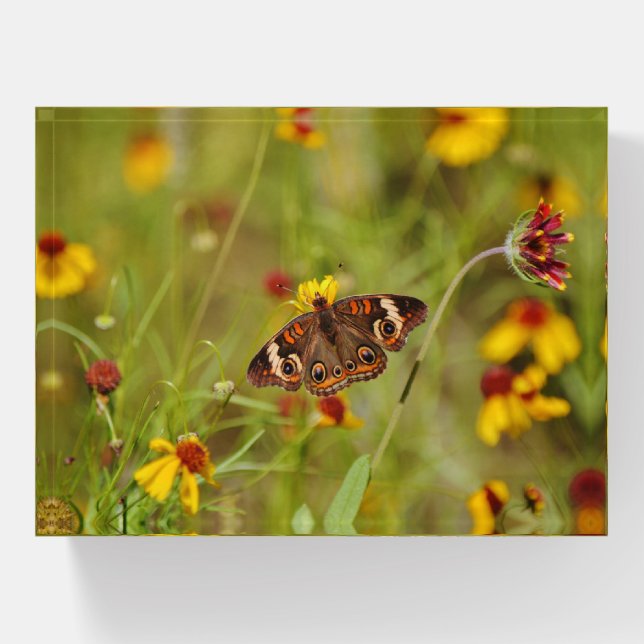 Buckeye Butterfly Yellow Wildflowers Paperweight (Front)