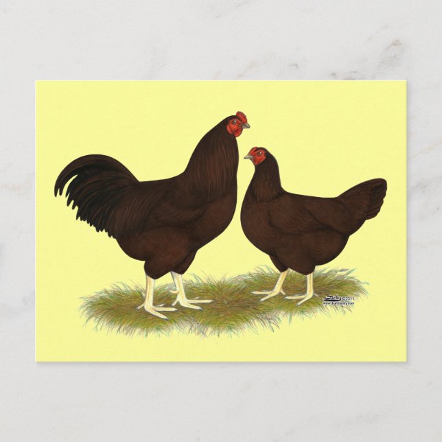 Buckeye Chickens Postcard (Front)