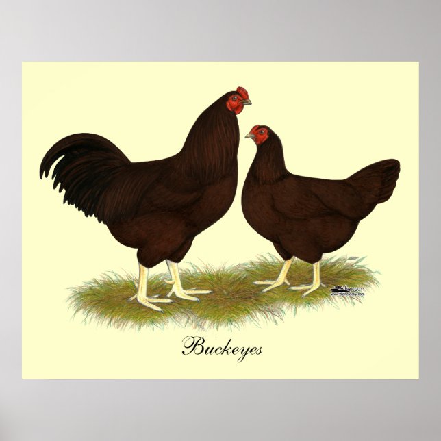 Buckeye Chickens Poster (Front)