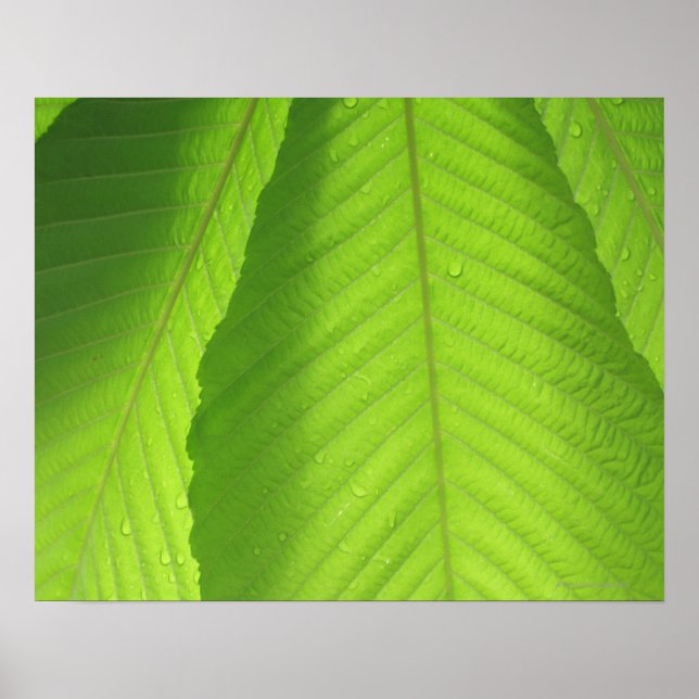 Buckeye Leaves Poster (Front)